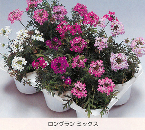 00015497_photo1.jpg