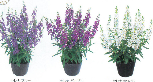 アンゲロニア E 種や 国内最大級の野菜種 花種 苗 農業資材の販売店 アンゲロニア E 種や 国内最大級の野菜種 花種 苗 農業資材の販売店