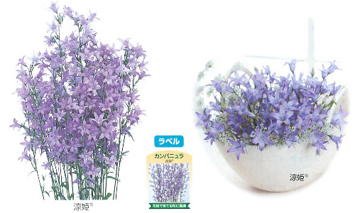 Hd限定カンパニュラ 涼姫 最高の花の画像