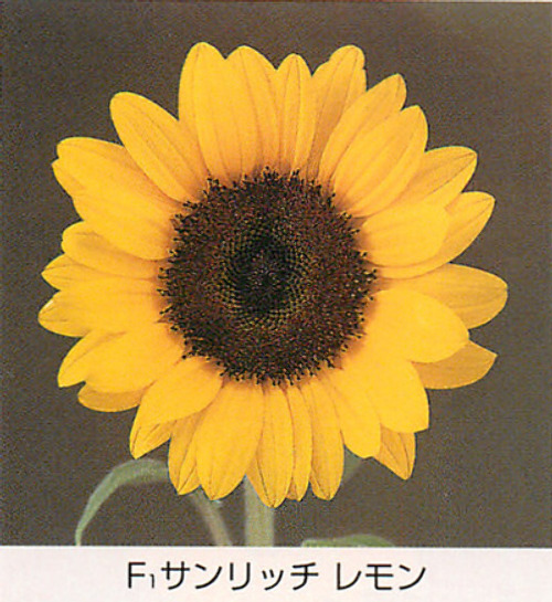 00015593_photo1.jpg