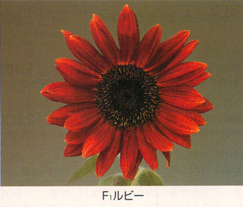 00015605_photo1.jpg