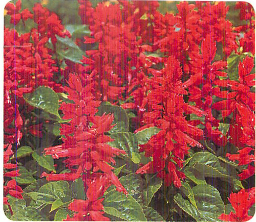 00015675_photo1.jpg