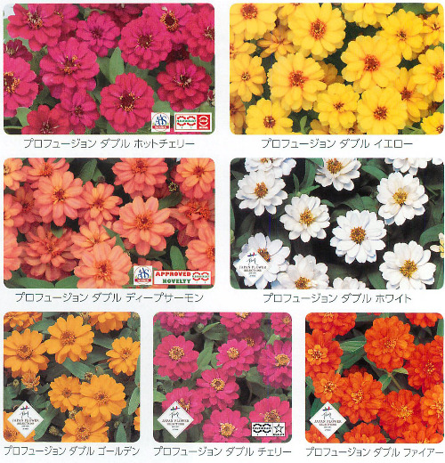 ジニア E 種や 国内最大級の野菜種 花種 苗 農業資材の販売店 ジニア E 種や 国内最大級の野菜種 花種 苗 農業資材の販売店
