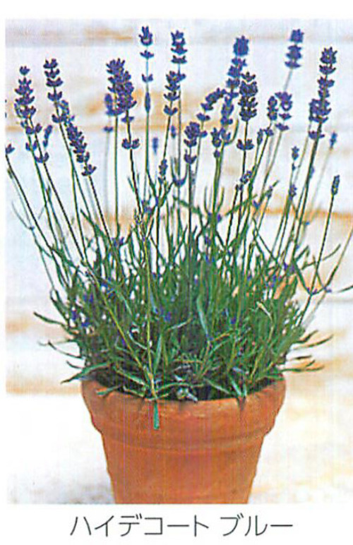 00015934_photo1.jpg