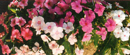 00016074_photo1.jpg