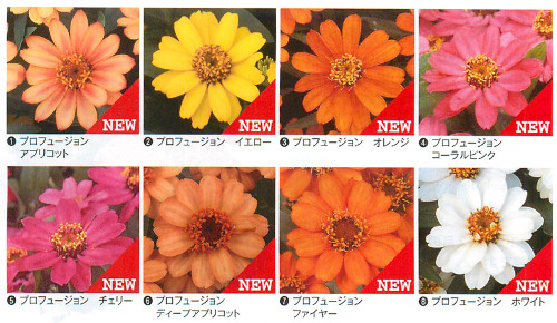 すべての花の画像 100 Epic Bestジニア プロフュージョン チェリーバイカラー すべての花の画像 100 Epic Bestジニア プロフュージョン チェリーバイカラー