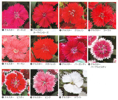 すべての花の画像 綺麗なダイアンサス テルスター すべての花の画像 綺麗なダイアンサス テルスター