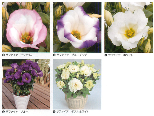 すべての美しい花の画像 ベスト50 リシアンサス 花