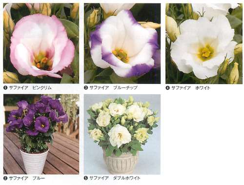 すべての美しい花の画像 ベスト50 リシアンサス 花 すべての美しい花の画像 ベスト50 リシアンサス 花