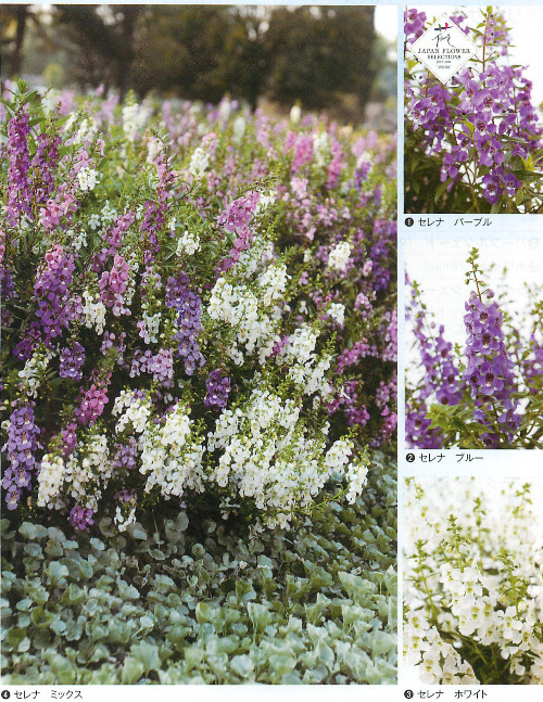 上アンゲロニア セレナ 最高の花の画像 上アンゲロニア セレナ 最高の花の画像