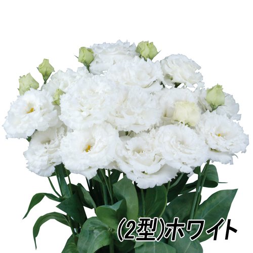 000240_64d9cf8d1adba.jpg