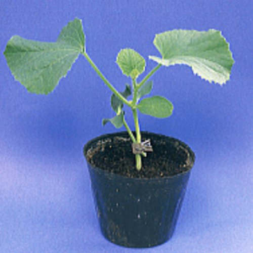 000897_5fa90db7372e4.jpg