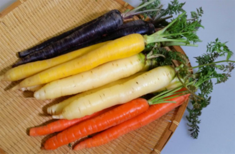 人参（にんじん） - e-種や｜国内最大級の野菜種・花種・苗・農業資材の販売店