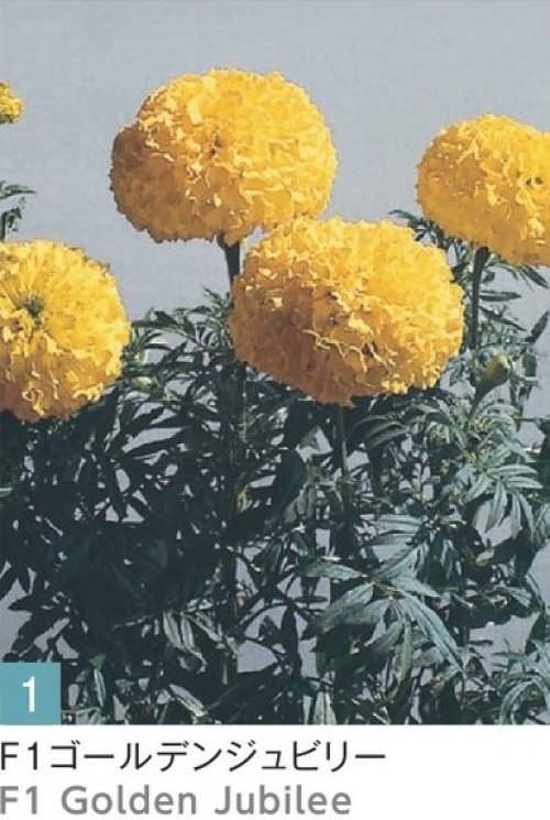 001757_650ba2eb22890.jpg
