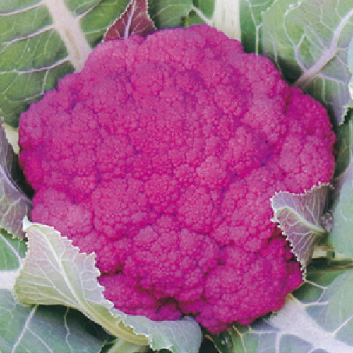 001808_5ed9f548e32c2.png