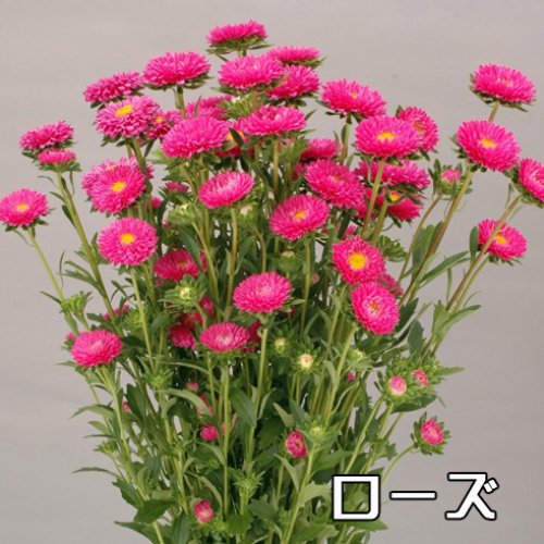 002340_602f2a42bb932.jpg