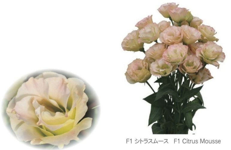 002537_650bdd22a83da.jpg