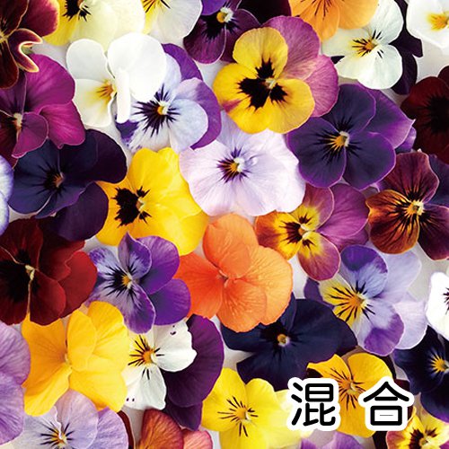 ビオラ E 種や 国内最大級の野菜種 花種 苗 農業資材の販売店 ビオラ E 種や 国内最大級の野菜種 花種 苗 農業資材の販売店