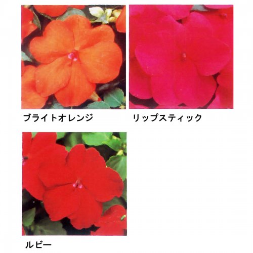 002822_5efdb16373fc3.jpg
