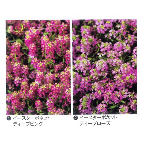002827_5efd2ab0033aa.jpg
