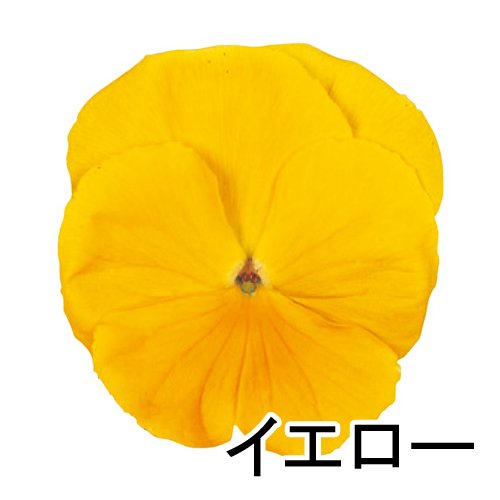 003318_64d9dfea58262.jpg
