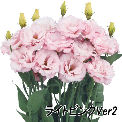 003394_64d49327bee58.jpg