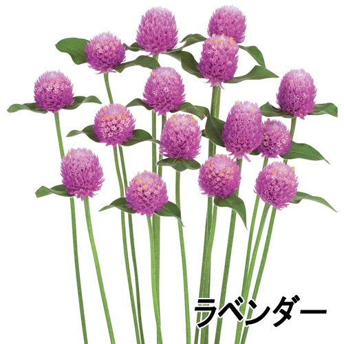 003427_64d98b6bb0021.jpg