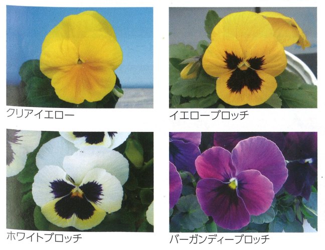 004176_63f8556fda9fd.jpg