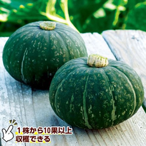 ほっこり姫[南瓜(カボチャ)] - e-種や｜国内最大級の野菜種・花種・苗