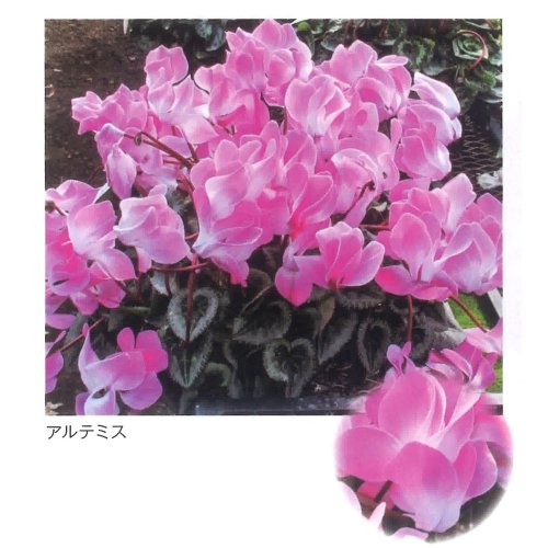 009644_5ef9848d29572.jpg