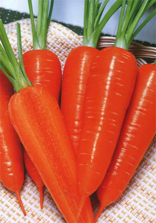 独特の上品 人参の種 野菜の種 ダークパープル 200粒 根菜、豆類、もやし