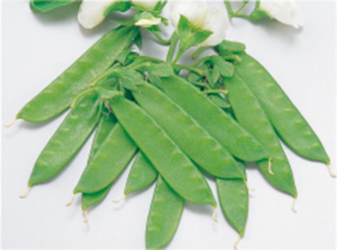 豆類 - e-種や｜国内最大級の野菜種・花種・苗・農業資材の販売店