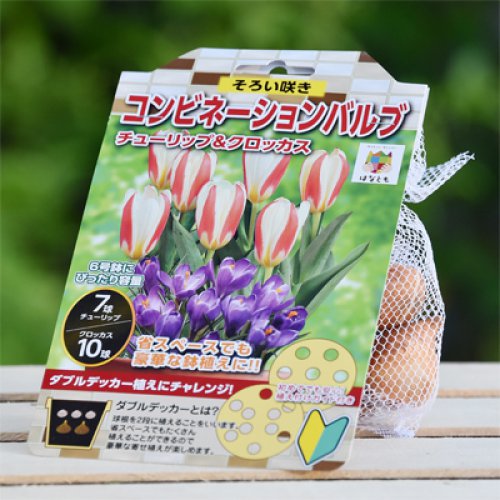 コンビネーションバブル チューリップ クロッカス 球根 E 種や 国内最大級の野菜種 花種 苗 農業資材の販売店 コンビネーションバブル チューリップ クロッカス 球根 E 種や 国内最大級の野菜種 花種 苗 農業資材の販売店