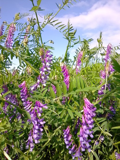 011742_62bc0d0daa675.jpg
