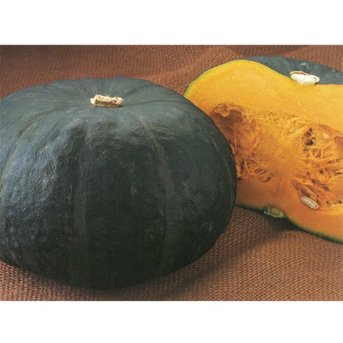 南瓜（かぼちゃ） - e-種や｜国内最大級の野菜種・花種・苗・農業資材 