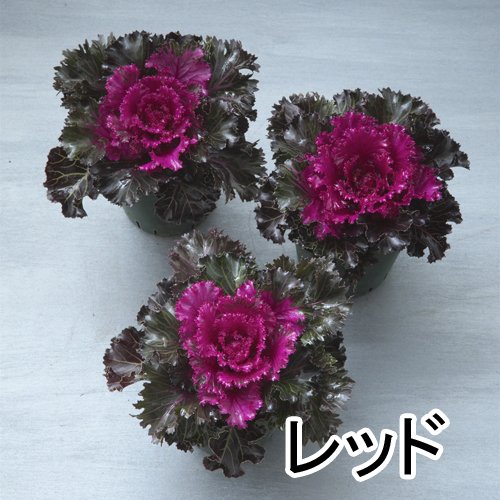 012034_64acbcb469828.jpg