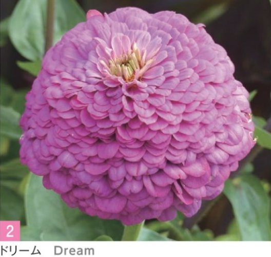 012037_650abe0a0f76b.jpg