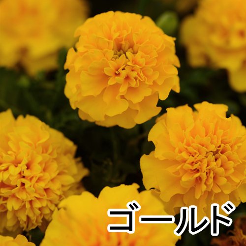 012075_64b0f2fa51fa3.jpg