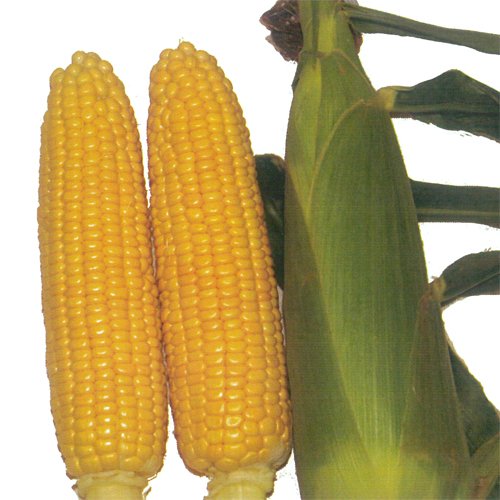 012841_63da395b92e54.jpg