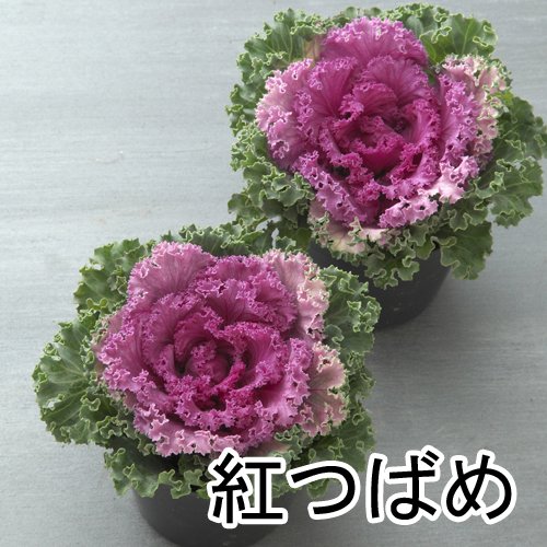 014349_64b0efac3d0c3.jpg