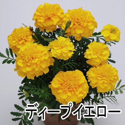 014369_64b0f26a93f89.jpg