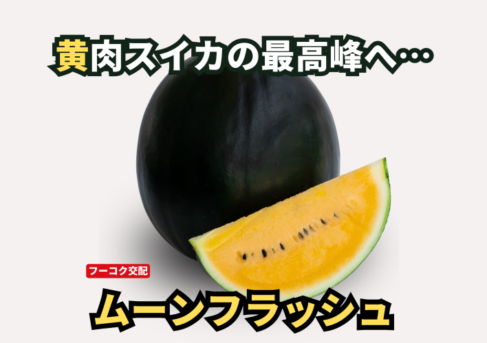 015993_68db781cc3027.png
