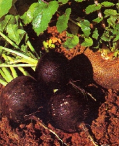 6iXH1ArF3OedwgoQCMkpSE87.jpg