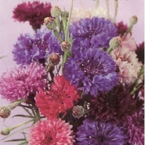 AclPtnpB02X3gKQj94SbMfqs.jpg