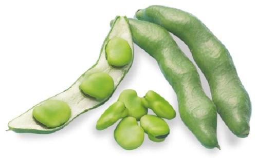 そら豆 E 種や 国内最大級の野菜種 花種 苗 農業資材の販売店