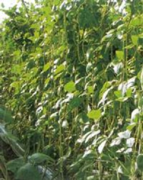 らかい たね フタバ種苗 つるなしささげ 緑種 1L :futaba-0117:種苗・園芸ショップ 種もり 通販 らかい