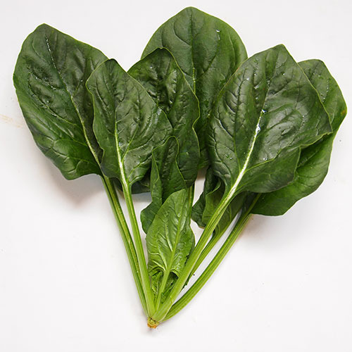ほうれん草 E 種や 国内最大級の野菜種 花種 苗 農業資材の販売店 ほうれん草 E 種や 国内最大級の野菜種 花種 苗 農業資材の販売店