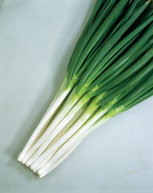 葱 ネギ E 種や 国内最大級の野菜種 花種 苗 農業資材の販売店