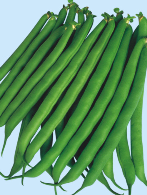八重みどり菜豆[インゲン] - e-種や｜国内最大級の野菜種・花種・苗・農業資材の販売店