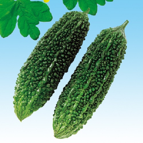 節成ゴーヤ230 苦瓜 E 種や 国内最大級の野菜種 花種 苗 農業資材の販売店 節成ゴーヤ230 苦瓜 E 種や 国内最大級の野菜種 花種 苗 農業資材の販売店